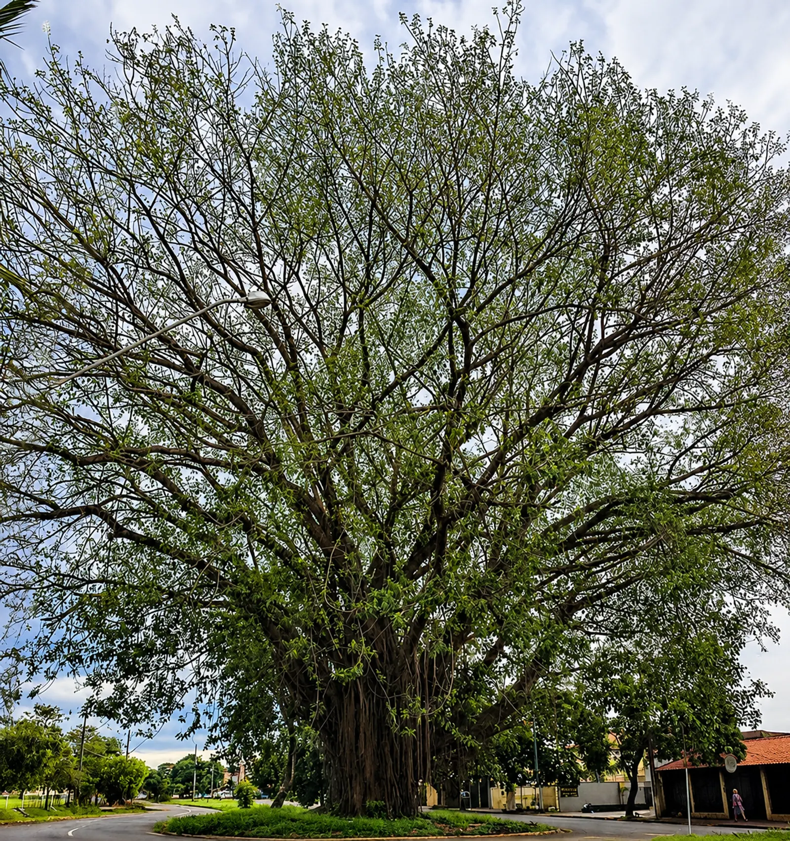 Árvore no local, antes da retirada