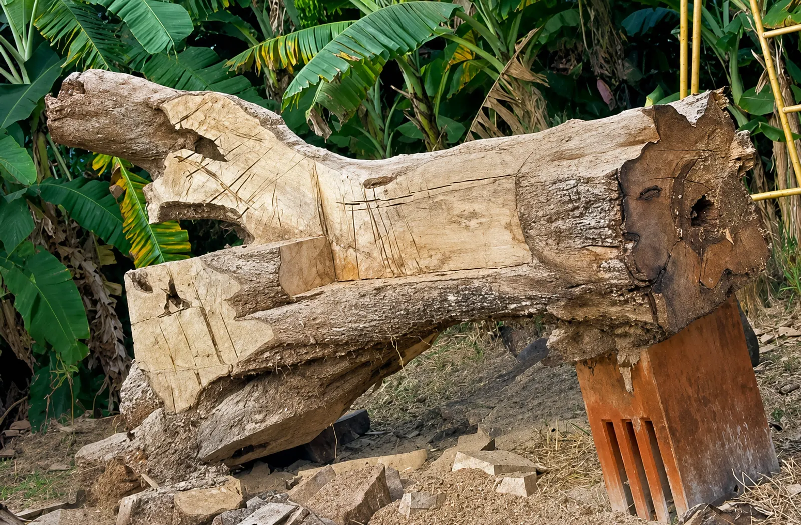 Tronco em processo de escultura no ateliê