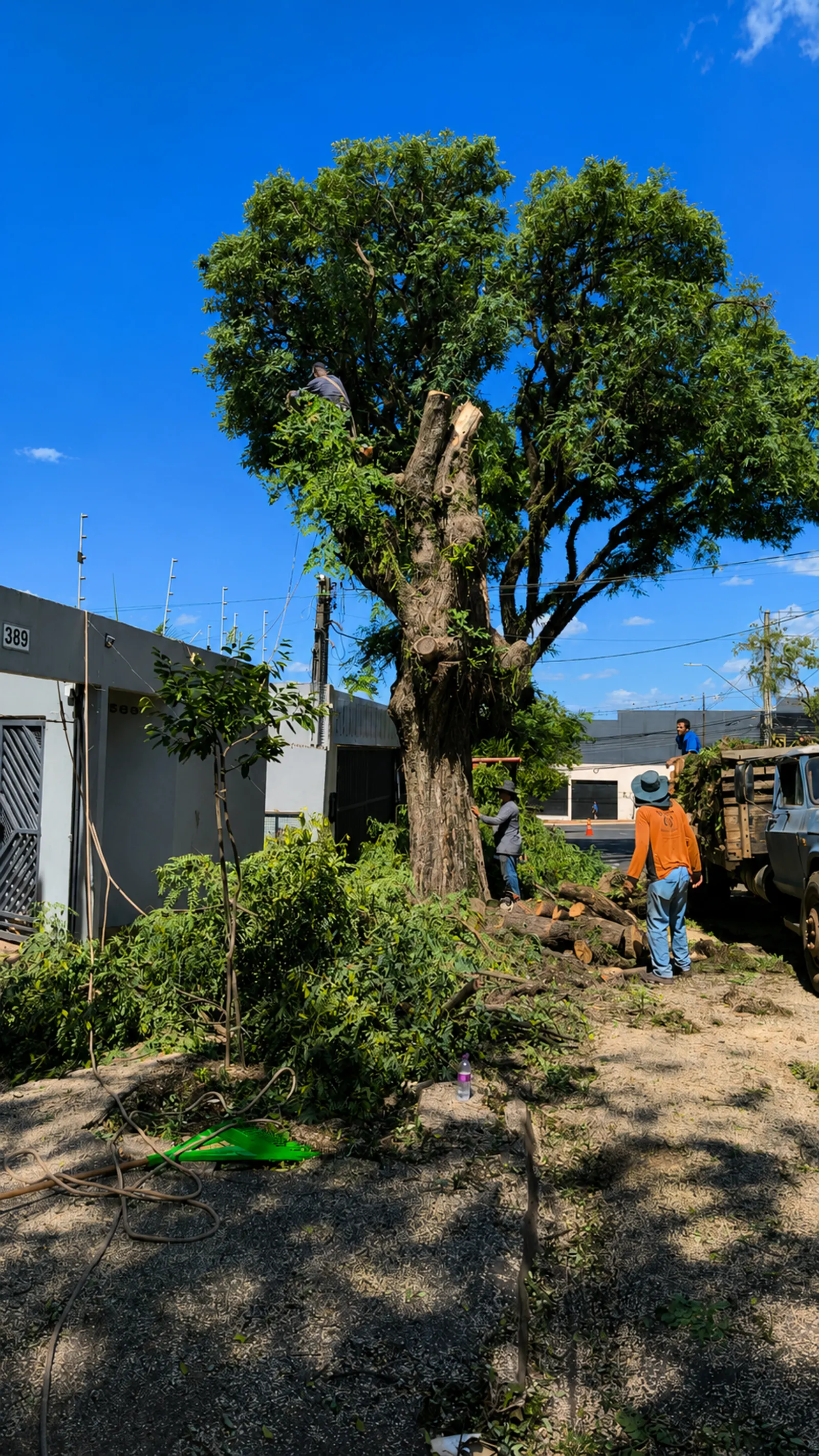 Equipe realizando a retirada autorizada da árvore